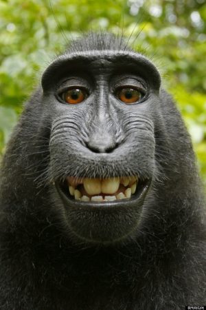 SULAWESI or CRESTED BLACK MACAQUE (Macaca nigra). Sulawesi, Indonesia.